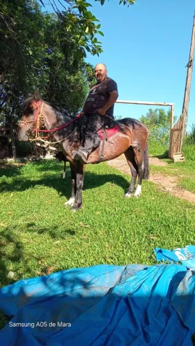 Vendo Cavalo Rosilho Colorado