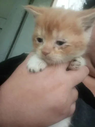 Vendo filhotes de gato persa raça PUC