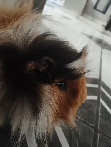 Doação Porquinho da Índia Angorá