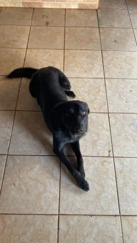 Doação de cachorro 