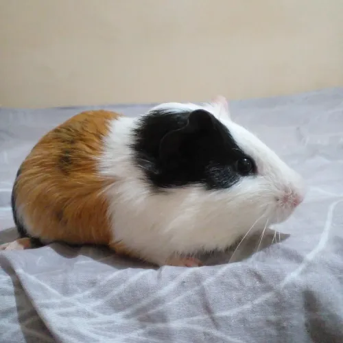 Porquinho da índia