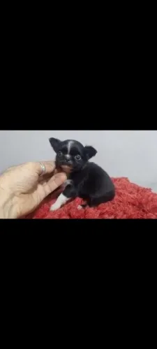 Fêmea de chihuahua linhagem russa