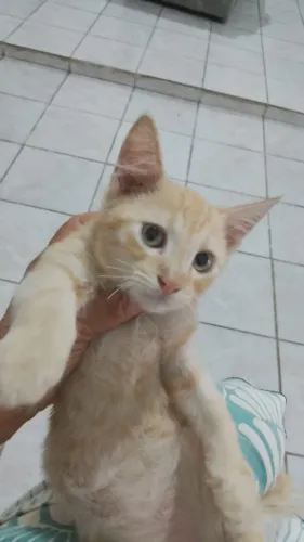 Gatinho 3 meses pra adoção responsável 