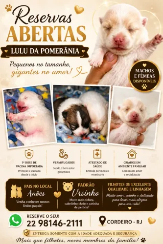 Filhote de Lulu da pomerania( Spitz alemão anão)