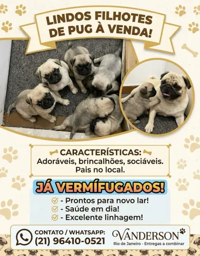PUG Abricot filhotes