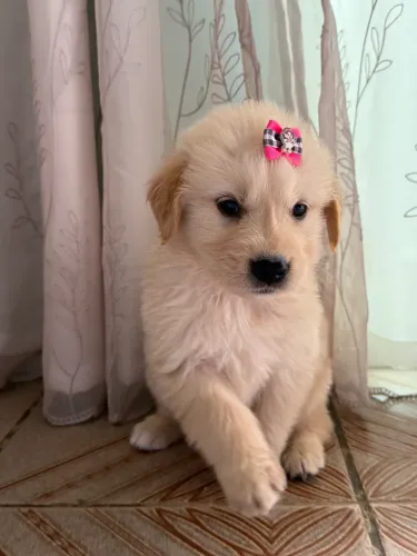 Filhote de Golden Retriever 