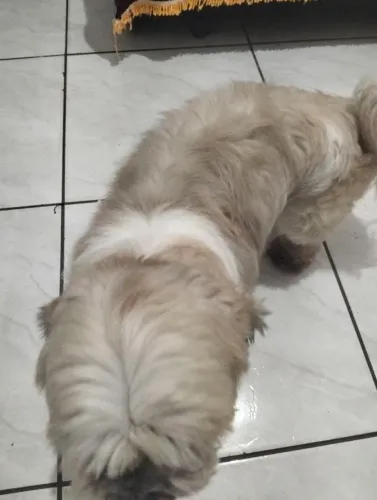 Dou cachorro