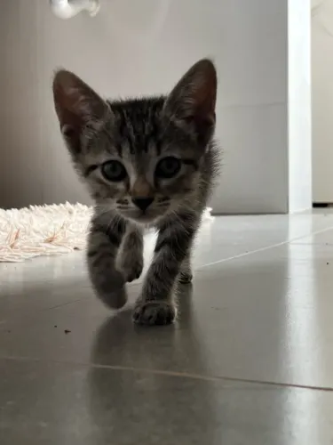Essas duas princesas estão para doação 
