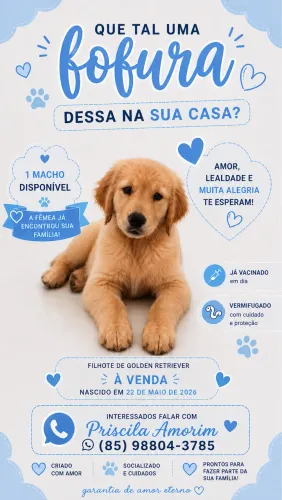 Filhote de Golden Retriver Macho