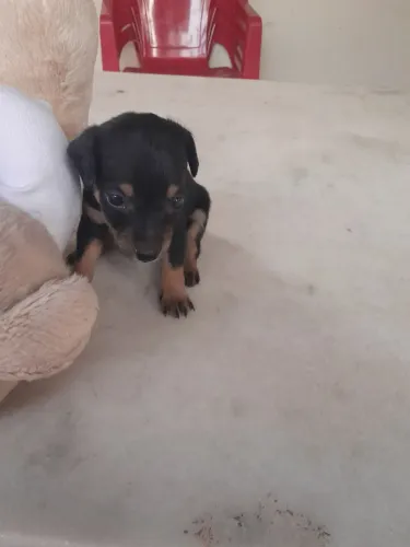 Cachorro