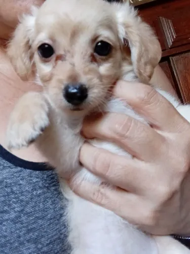 Filhotes de Pai Poodle Toy e Mãe Pinscher 