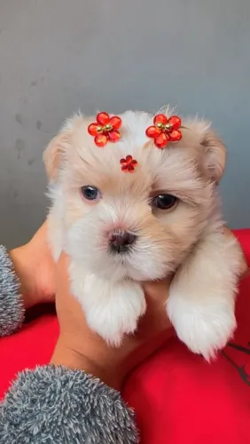 Vendo filhote de shih tzu fêmea