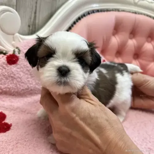 Filhotinhos shih tzu/shitzu brincalhão saudável e pelagem densa