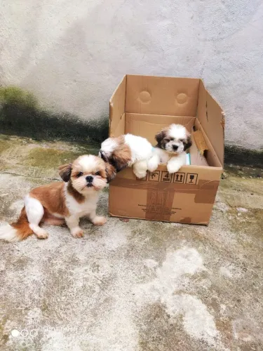 Shih tzu filhote puro vacinado