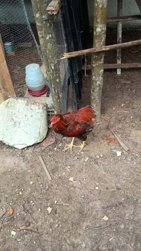 Frangos caipira