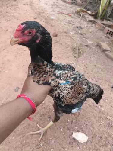 Galinha Índia 