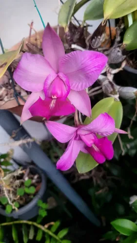 Orquídea Cattleya Walkeriana Flamea