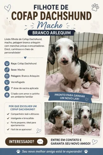 Macho Cofap Dachshund 