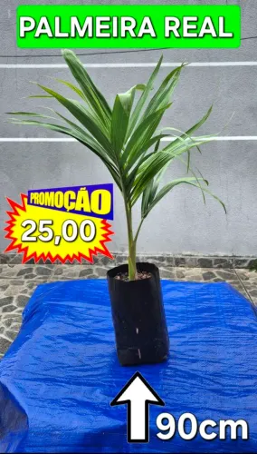 Palmeira Real mudas direto do Produtor