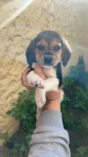 Filhote de Beagle o parceiro alegre que nunca deixa a diversão acabar 