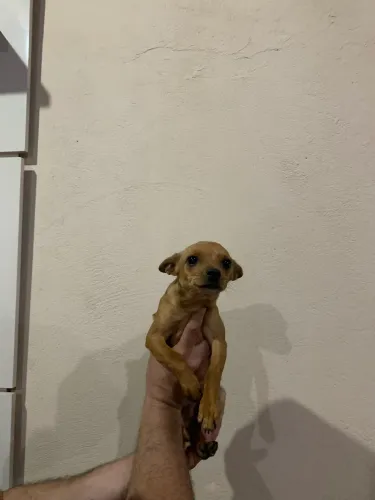 Filhote de Pinscher