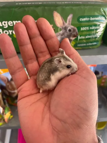 Hamster anão russo filhotes