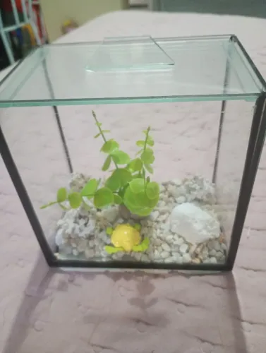 Aquário de 1 litro