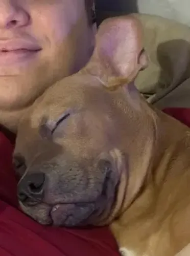 American Bully Pocket