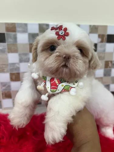 Fêmea Shih tzu
