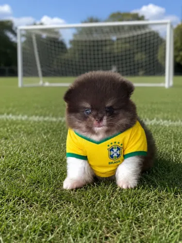 Lulu Da Pomerania Spitz Alemão Anão Macho Chocolate 