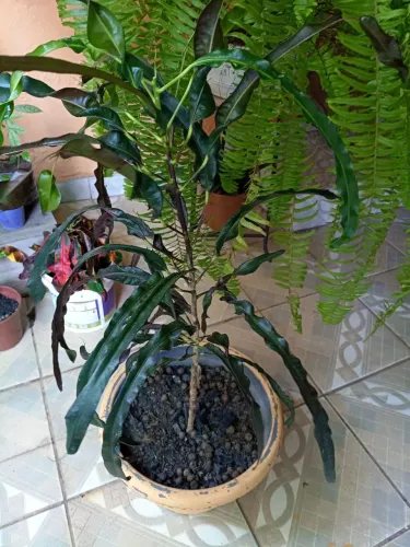 Mudas de croton folhas tipo espiral