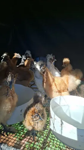Pintinhos sedosa s/ sexagem