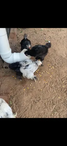 Frangos da raça Brahma