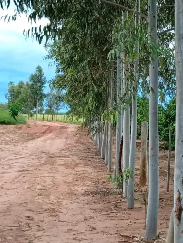 SÍTIO À VENDA  MONÇÕES/SP    GRANJA E HORTA FORMADOS