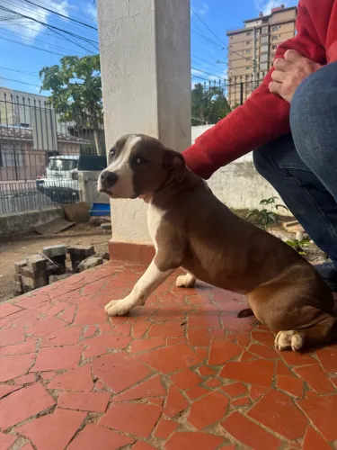 DOAÇÃO FILHOTE PITBULL