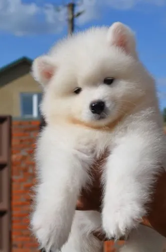 Samoieda - Seu Novo Amigo Peludo  