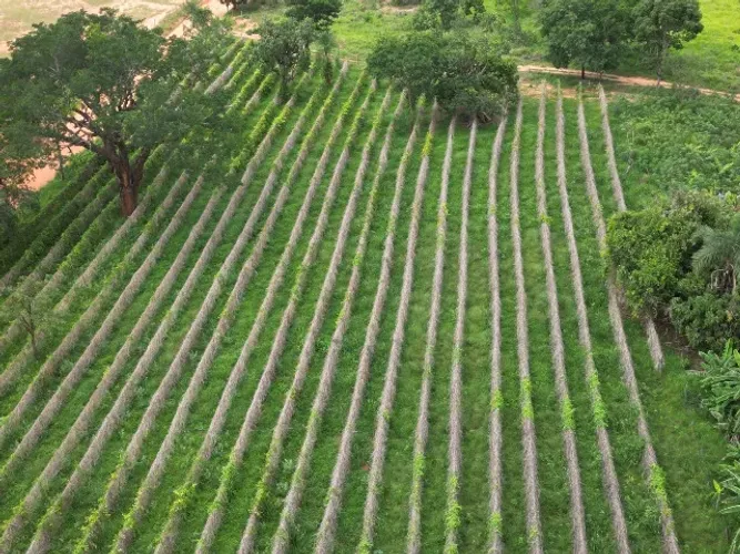 Desmontando Roça de Maracuja Em Araguari-MG 