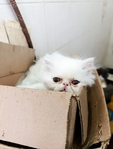 Filhote persa fêmea 