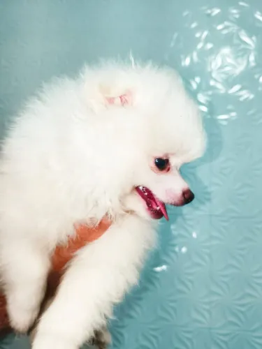 Lulu da Pomerânia, legítimo!