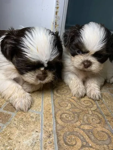 Filhote Shih Tzu, Prepare-se para ser recebido todos os dias com alegria! 