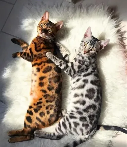 Bengal Gatinhos Belos