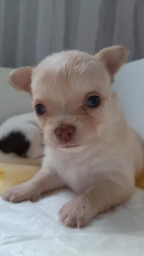 CHIHUAHUA a alegria em forma de cãozinho