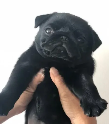 Filhote Pug, Nada como um filhotinho para completar sua família!