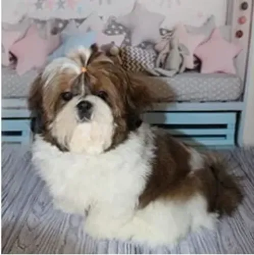 Shih-Tzu Macho Cream: O Filhote Que Vai Alegrar Seu Lar!
