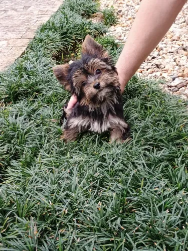 Vendo Yorkshire macho 120 dias