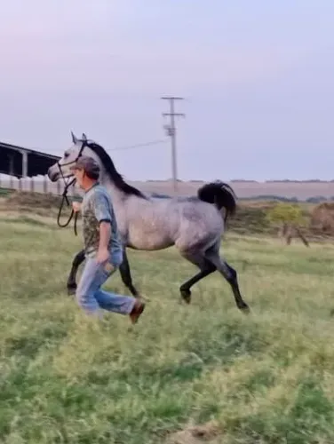 Potra puro sangue árabe, registrada 