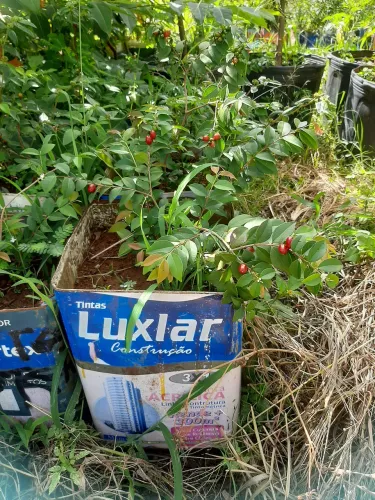 Mudas fruta do mistério 