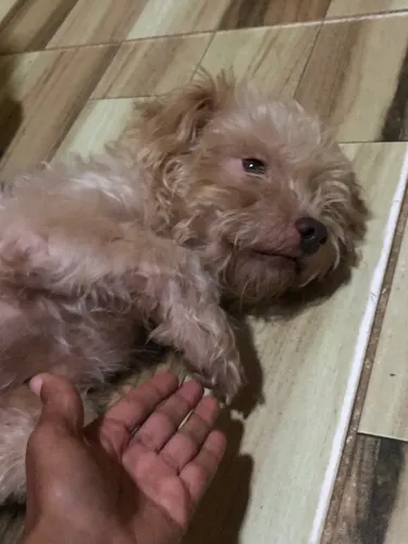 Estou doando esse poodle 
