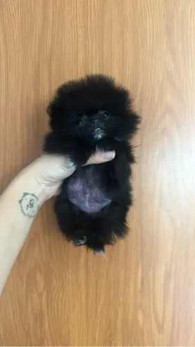 Lulu da pomerania femea preta - tamanho micro  