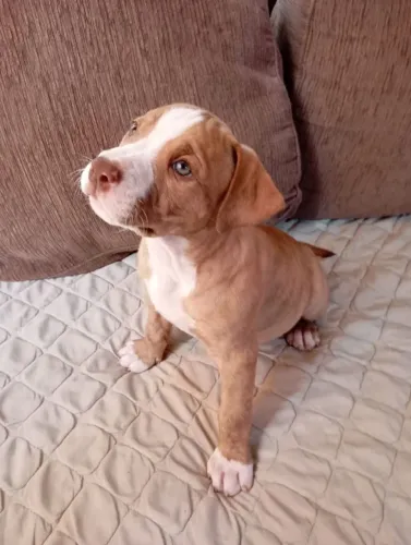 Filhote de Pitbull disponível 